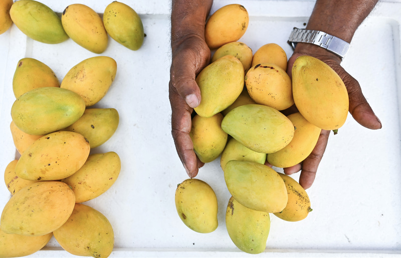 127 އަނބު ވަގަށް ބިން މީހަކު ހަތަރު މަހަށް ޖަލަށް