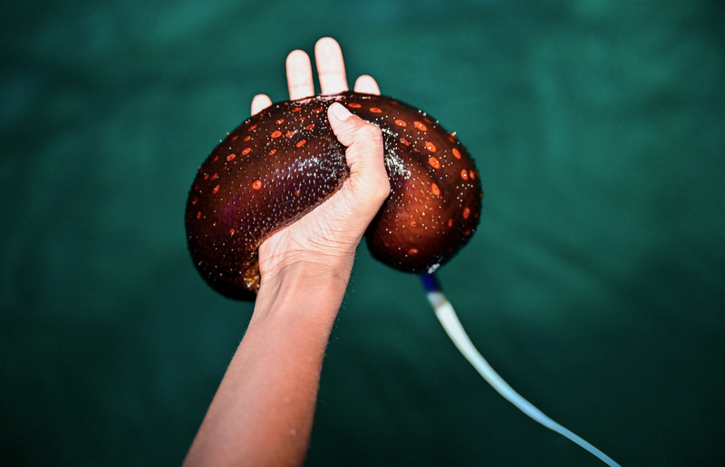 ފުލުހުން ހުއިފިލަނޑާ ނީލަމުގައި ވިއްކަނީ