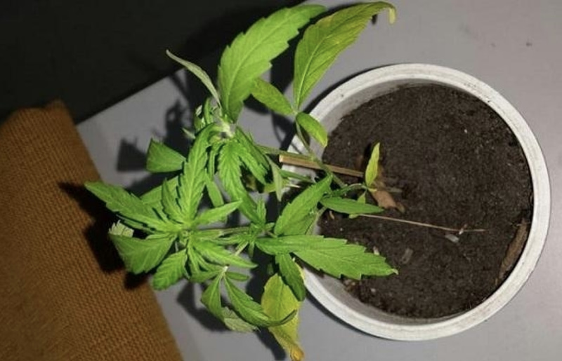 ކެނަބިސް ގަސް ހެއްދި މީހަކު 100 އަހަރަށް ޖަލަށް